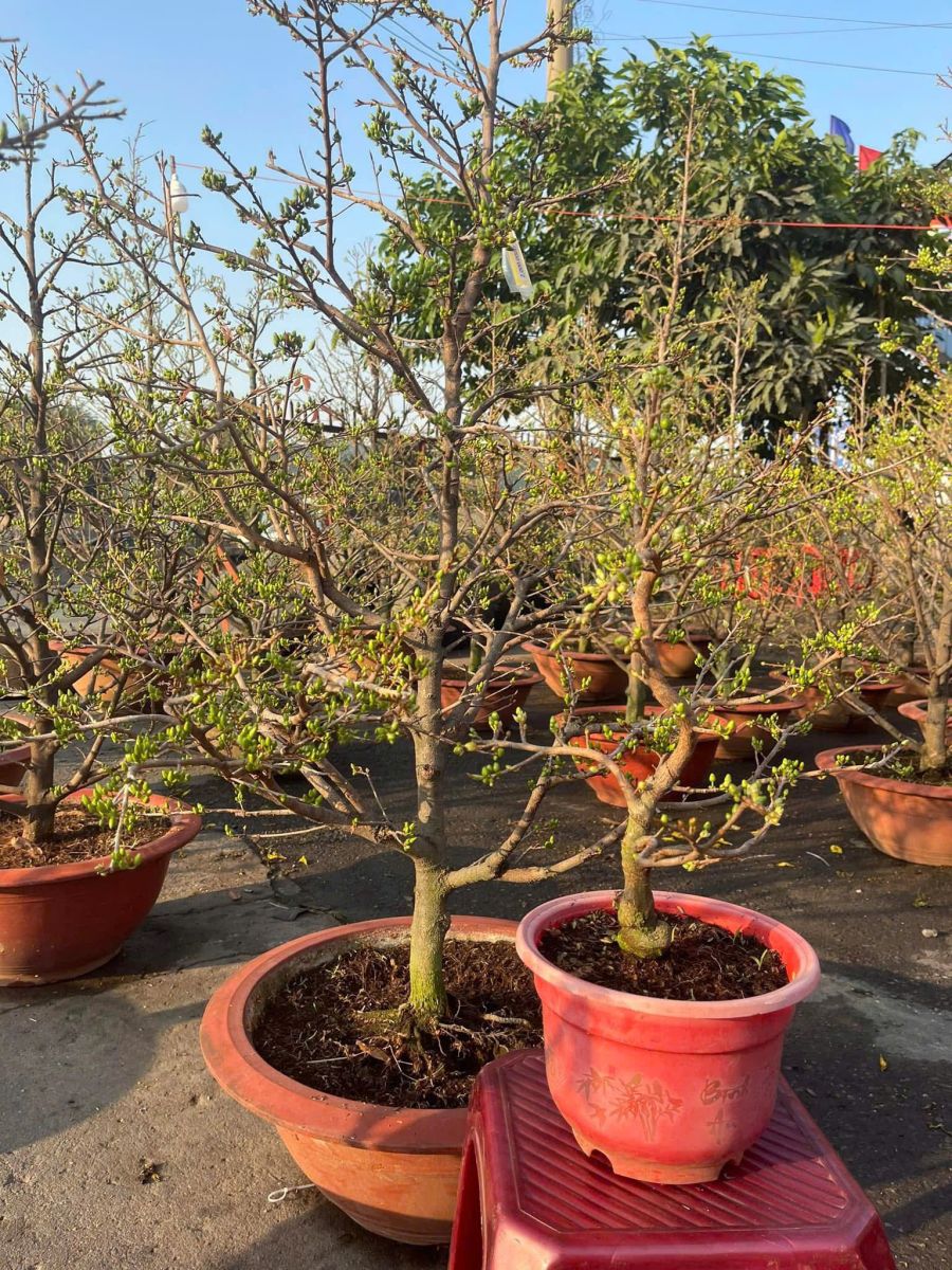 CUNG CẤP SỐ LƯỢNG LỚN CÂY CẢNH - CÂY MAI GIÁ RẺ UY TÍN TẠI VƯỜN DĨ AN, BÌNH DƯƠNG